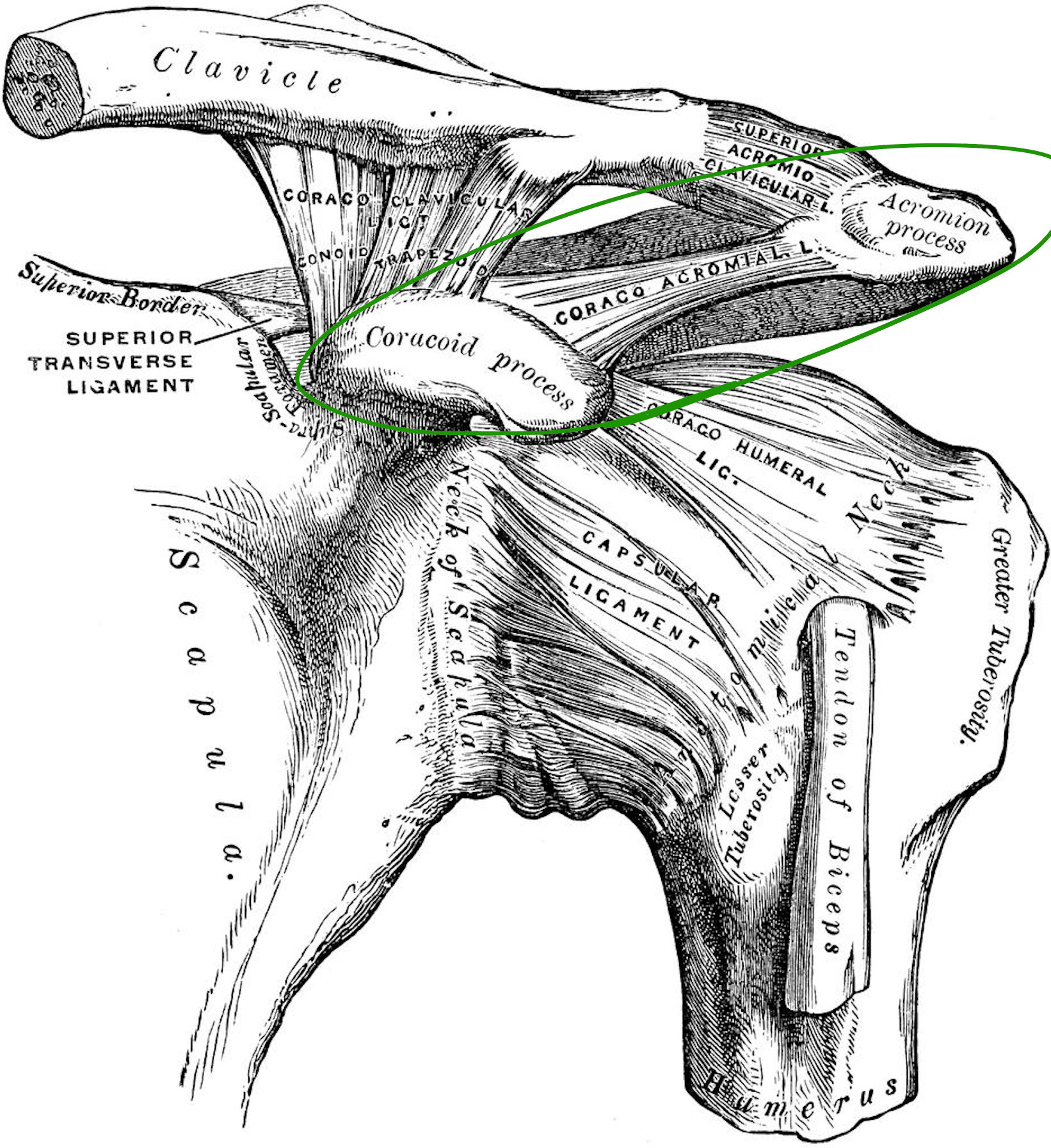 Coracoacromial arch anatomy, Gray\u2019s Anatomy Plate 326